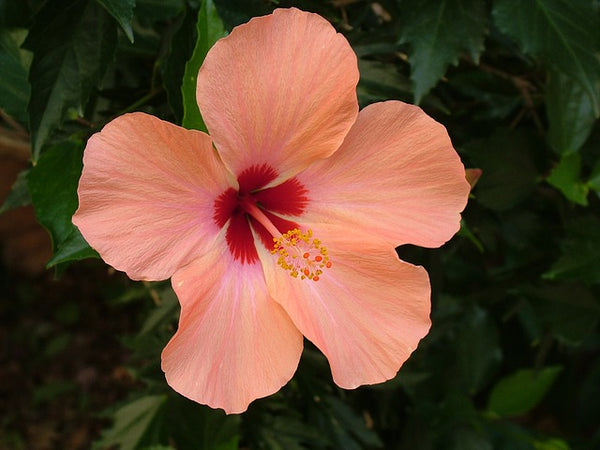 Hibiscus Benefits for Beautiful Skin